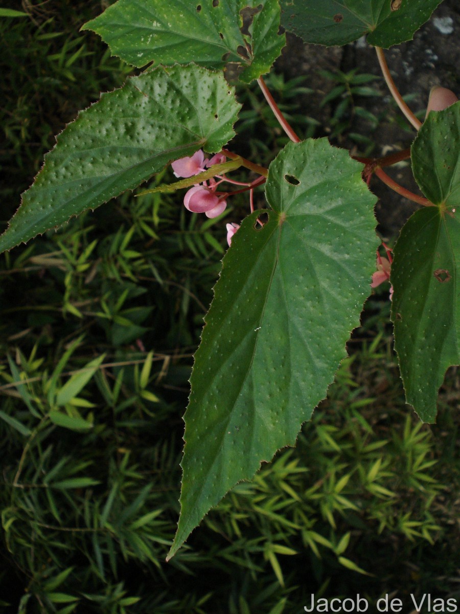 Begonia malabarica Lam.